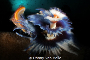 Tubeworm enjoying the sun by Danny Van Belle 